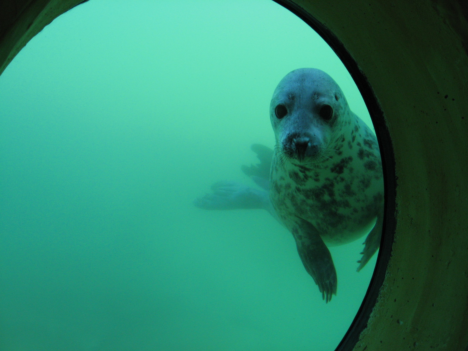 Seehund in der Seehundstation Friedrichskoog