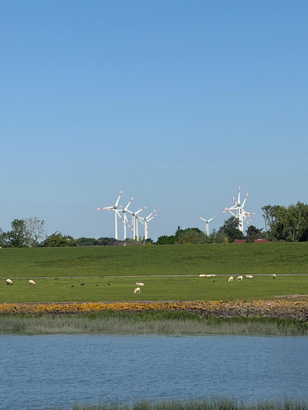Elbdeich mit grasenden Schafen und Windrädern
